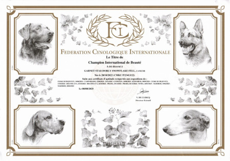 Mezinárodní šampion krásy C.I.B.